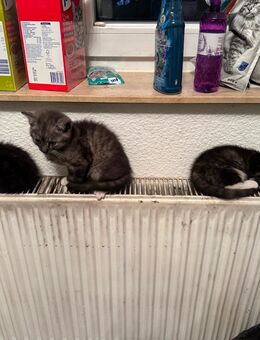 Katzenbaby 14 Wochen alt - Lünen