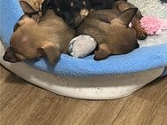 Zergpinscher Welpen - Hanau (Brüder-Grimm-Stadt) Großauheim