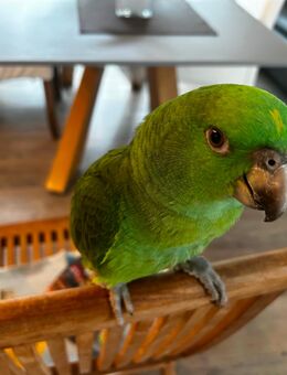 Gelbnacken Amazone - Aachen