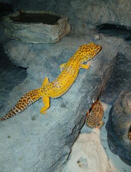 Leopardengecko - Marl (Nordrhein-Westfalen)