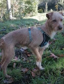 Fröhlicher Ricky - Eichenzell