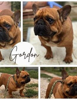 GORDON PP Süßer Bub will FürImmerZuhause - Neustadt (Rübenberge)