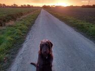 Labradoodle Welpe Lotte 8 Monate sucht ein Zuhause - Lippstadt