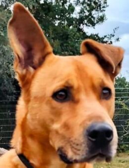 Ozzy - munterer Senior - Süderbrarup