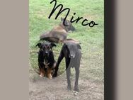 Mirco - Mix, mit Video - Frankfurt (Main)