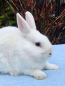 liebe Farbenzwerghäsin abzugeben in 45886