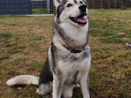 Husky - Rüde sucht neues Zuhause - Ahrensfelde