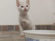 Lilo aus dem Tierschutz - Grevenbroich