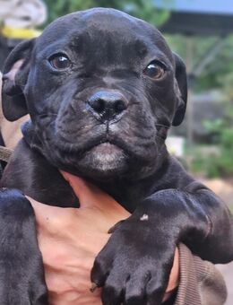 Old Englisch Bulldog Mix Welpen - Panketal