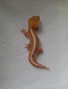 2 Großkopfgecko Männchen (Paroedura picta) - Steinigtwolmsdorf