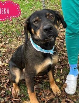 Aska eine Seele vom Hund leidet - Flörsheim-Dalsheim