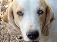 Stacey 3 -lieb und verspielt- - Oldenburg