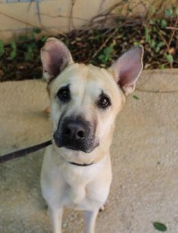 Maui verdient ganz viel Liebe.... - Laatzen