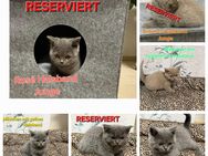 6 reinrassige BKH Kitten Katzen Mädchen und Jungs - Hamm