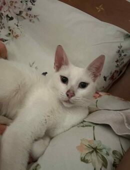 Louise aus dem Tierschutz - Grevenbroich
