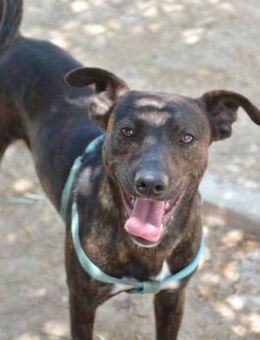 Jim ist verschmust - Donaueschingen