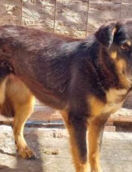 Sammy, lieb aber schüchtern - Bonndorf (Schwarzwald)