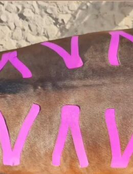 Kurs: Kinesiologisches Taping am Pferd - Lüdersdorf