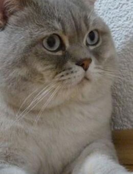 BKH Deckkater reinrassig (kein Verkauf) - Gechingen