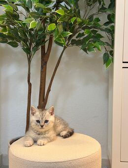 BKH Kitten - Bernau (Berlin)