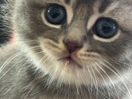 🐱 Zuckersüße Katzenbabys suchen ein liebevolles Zuhause 🐱 BKH Ragdoll Mix - Blankenberg (Mecklenburg-Vorpommern)
