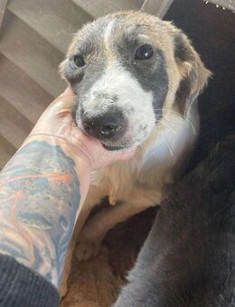 B693 ruhiger Hundejunge sucht Dich - Neuberg