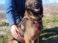 Lio sucht seinen best Buddy! - München