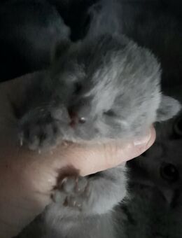 Russisch blau kitten - Hünstetten