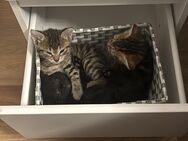 Babykatzen zu verkaufen - Wetzlar