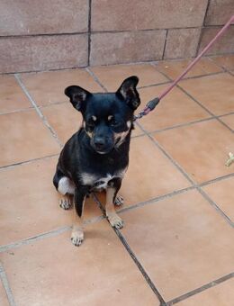 Floki Rüde, geb. ca. 01.11.2024, 30 cm - Lünen