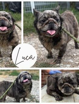 LUCA PP sucht Körbchen im FürImmerZuhaus - Neustadt (Rübenberge)