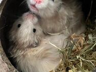 Teddyhamster 1 Mädel und 2 Jungs - Remseck (Neckar)