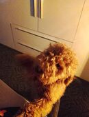 Kleinpudel welche sucht ein Zuhause in 37445