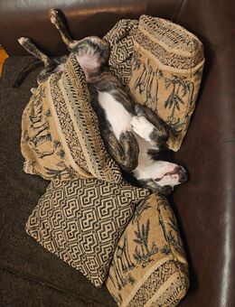 Bildhübscher Rüde sucht für immer Zuhause!!! - Osterburg (Altmark)