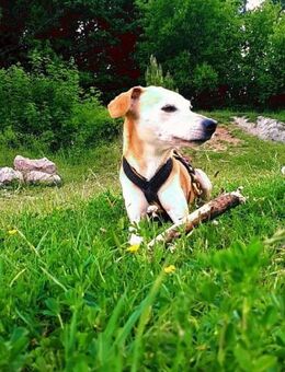 Masha❤️sucht Pflege- oder Endstelle - Rott (Inn)