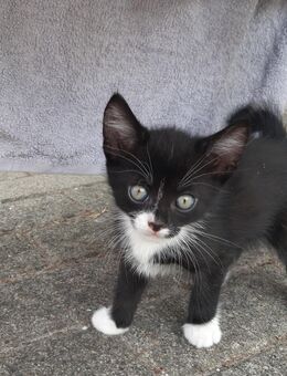 Kleiner Kater sucht ein neues liebevolles Zuhause - Westerstede