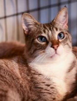 FiV + Siam Mix Rosy aus dem Tierschutz - Grevenbroich