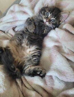 Maine Coon Kuschelkitten - Bremerhaven