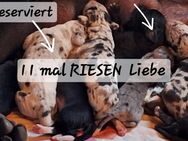 11 Wunderschöne große und kräftige Deutsche Doggen Welpen, wir wünschen uns Doggen Liebhaber die von Anfang an miterleben möchten wie ihre zukünftiges Familienmitglied heranwächst - Jever