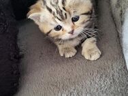 4 Britisch Kurzhaar Kitten suchen ein Zuhause - Gladbeck
