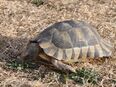 Breitrandschildkröte, weiblich, eierlegend in 63486