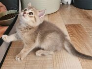 BKH Kitten - Dortmund