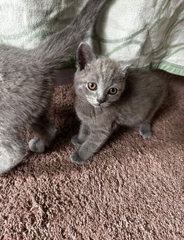 Zucker süße BKH Kitten dürfen ausziehen - Rostock Schmarl