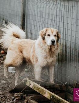 Knuffige Malaga sucht ihre Menschen!!! - Spenge