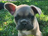 Französische Bulldoggen Welpen - Neuruppin