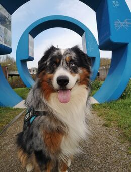 Deckrüde Australian Shepherd (kein Verkauf) - Gelsenkirchen