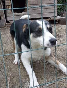 Stelina 48 cm - Alpenrod