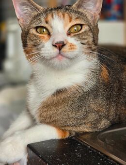 BKH mix kitten sind auf dem Weg - Recklinghausen