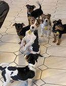 Jack Russel Mix Welpen zu verkaufen in 27232