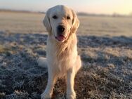 Golden Retriever Deckrüde FCI Champion - Düren